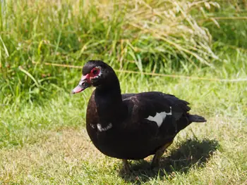 Vielsalm (België)